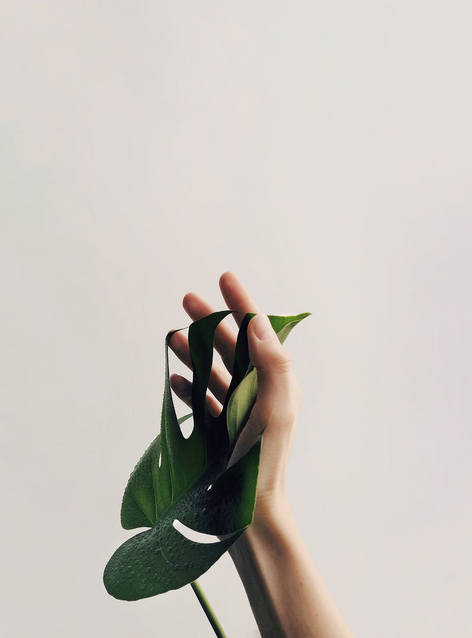 photo of person holding green leaf