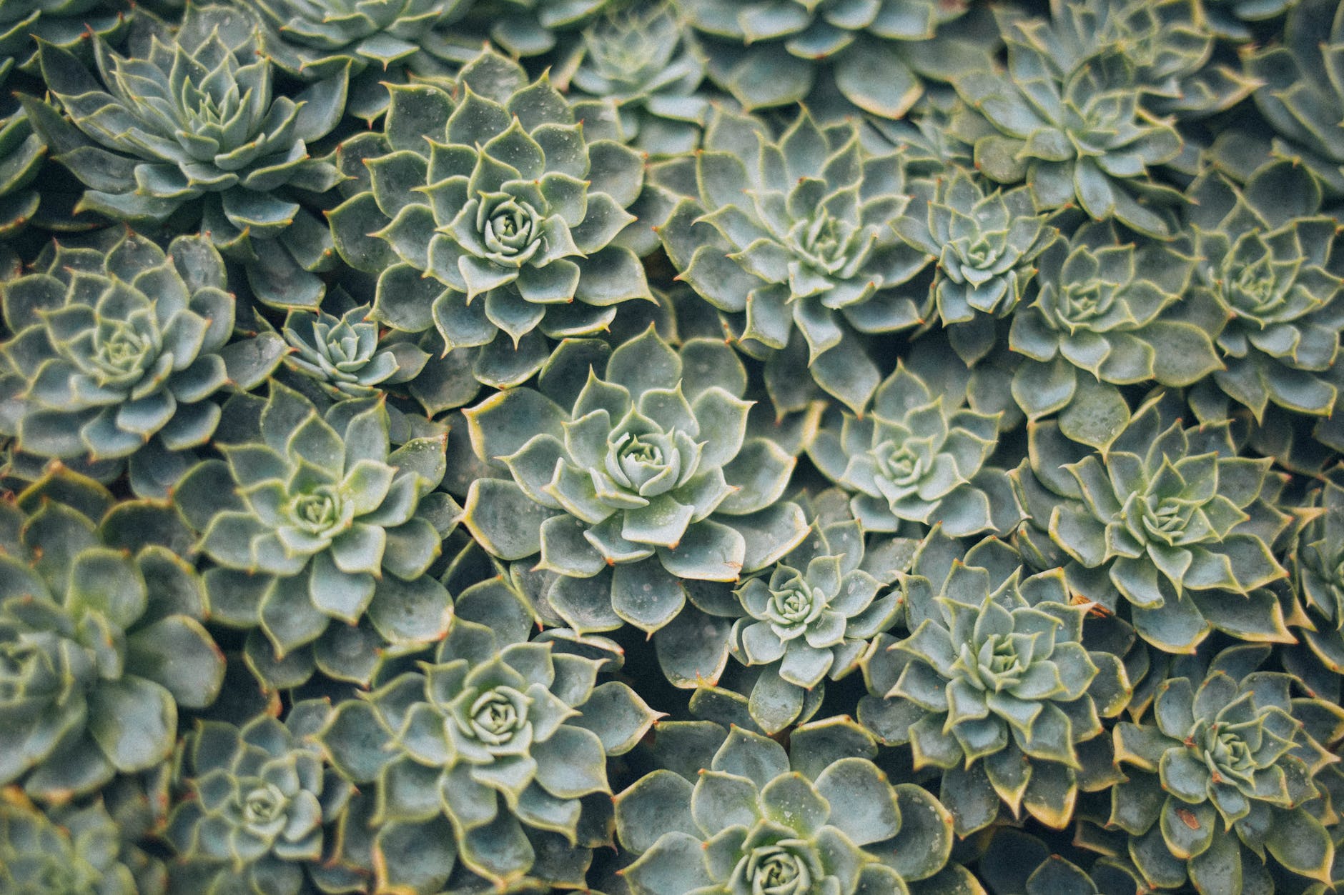 aerial view photography of succulent plants